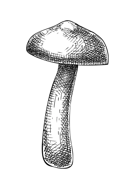 Sketched mushroom illustration. Hand drawn food drawings. Forest plants sketches. Perfect for recipe, menu, label, icon, packaging, Vintage mushroom outlines. 